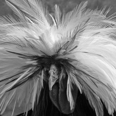 White Crested black Polish 2